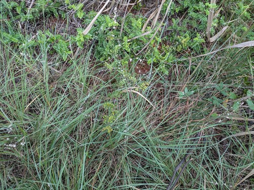 Eragrostis elongata observed 2025-01-06