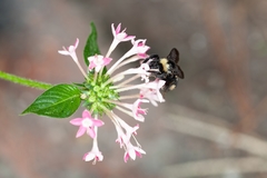 Bombus pensylvanicus image