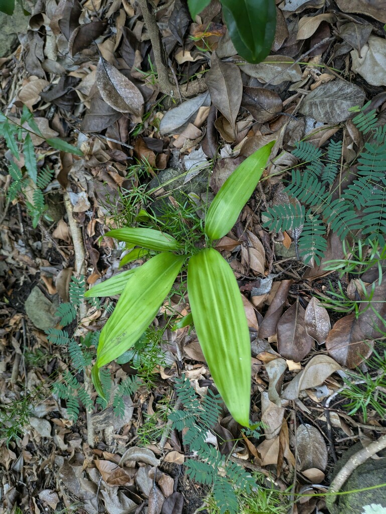 Foto de Dracena