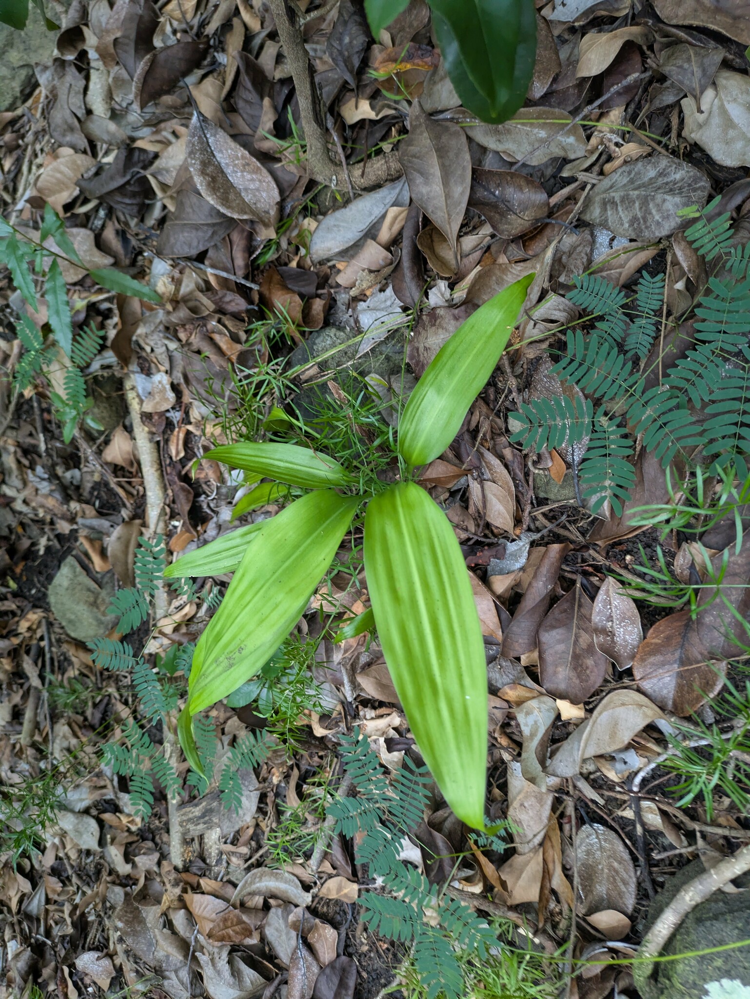 Imagem de Dracena