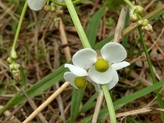 Sagittaria trifolia