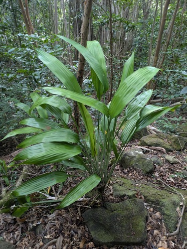 Foto de Dracena