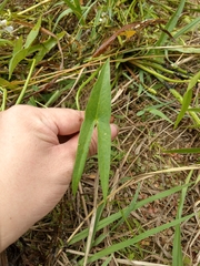 Sagittaria trifolia