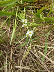 Sagittaria trifolia