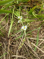 Sagittaria trifolia