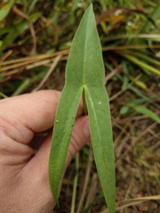 Sagittaria trifolia