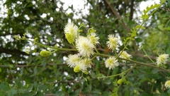 Mimosa malacophylla