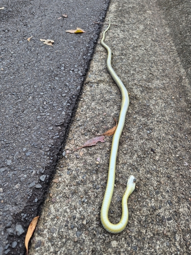 Common Tree Snake sighting