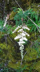 Astilbe macroflora