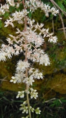 Astilbe macroflora