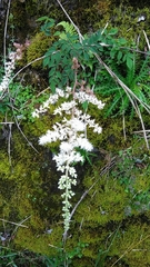 Astilbe macroflora