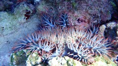 Acanthaster