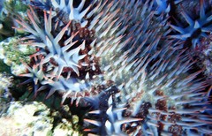 Acanthaster
