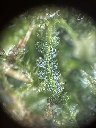 Fuscocephaloziopsis connivens