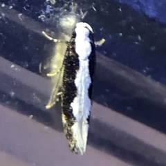 Agnippe prunifoliella