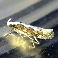 Agnippe prunifoliella