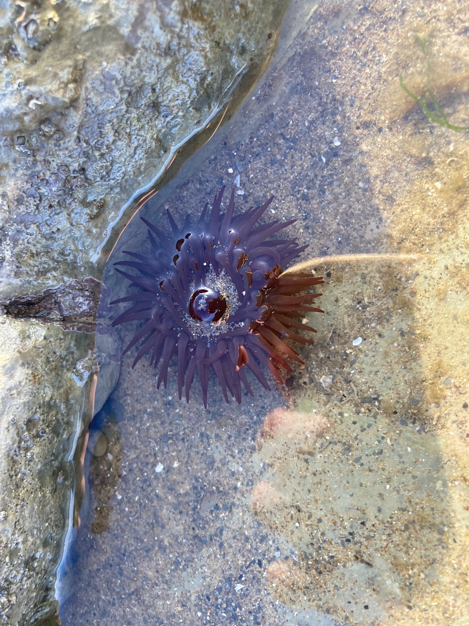 Imagem de Morango-do-mar