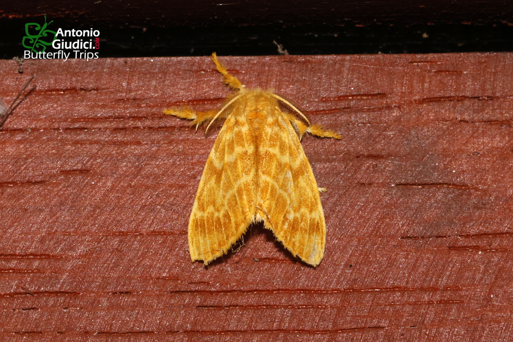 Euproctis ochropleura (Euproctis ochropleura)