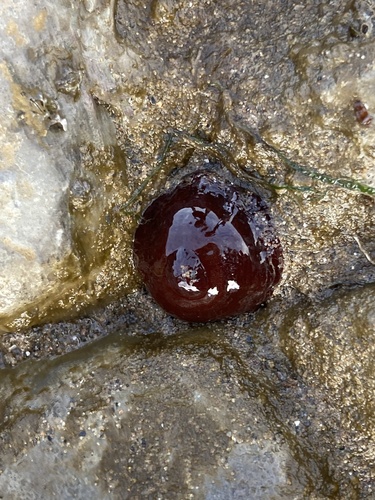 Foto de Morango-do-mar