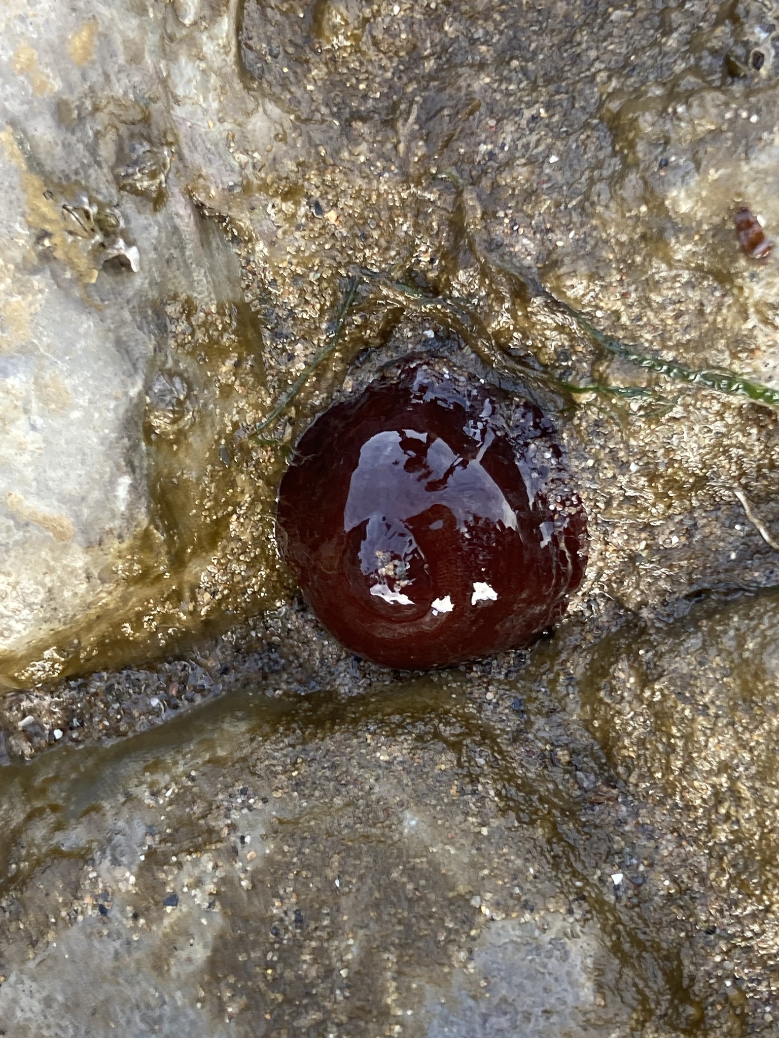 Imagem de Morango-do-mar