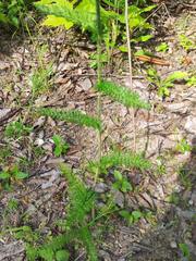 Achillea millefolium image
