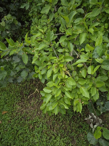 Foto de Pombeiro