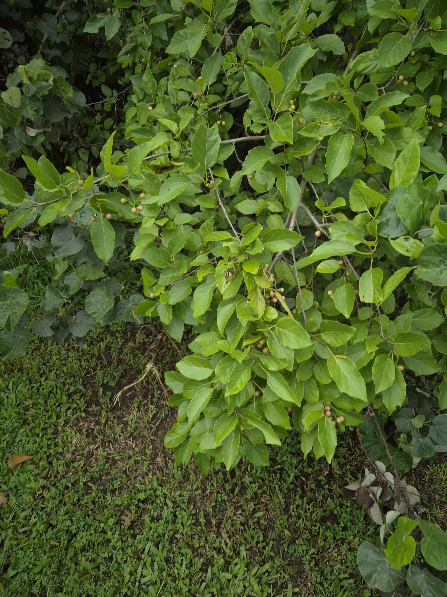 Imagem de Pombeiro