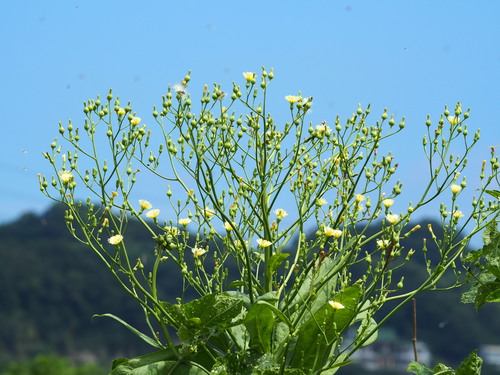 Lactuca sativa