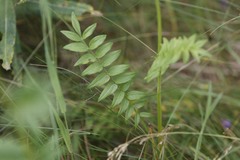Polemonium acutiflorum