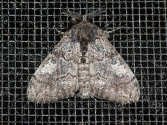 Dasychira vagans