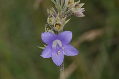 Polemonium acutiflorum