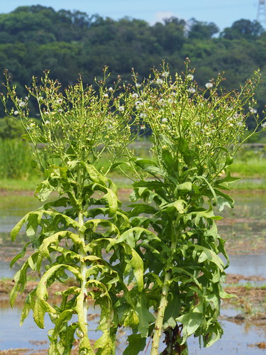 Lactuca sativa