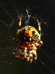 Neoscona orizabensis