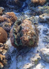 Tridacna derasa
