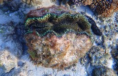 Tridacna derasa