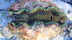 Tridacna derasa