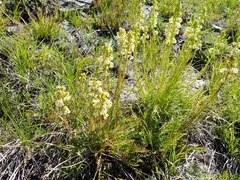 Pedicularis contorta