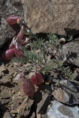 Astragalus whitneyi sonneanus