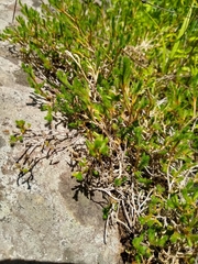 Selaginella wrightii