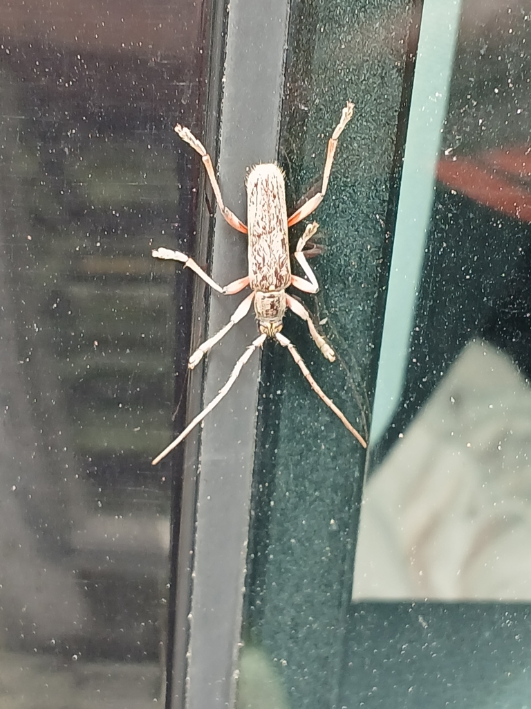 Oemona plicicollis