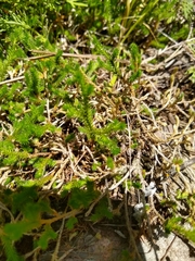 Selaginella wrightii