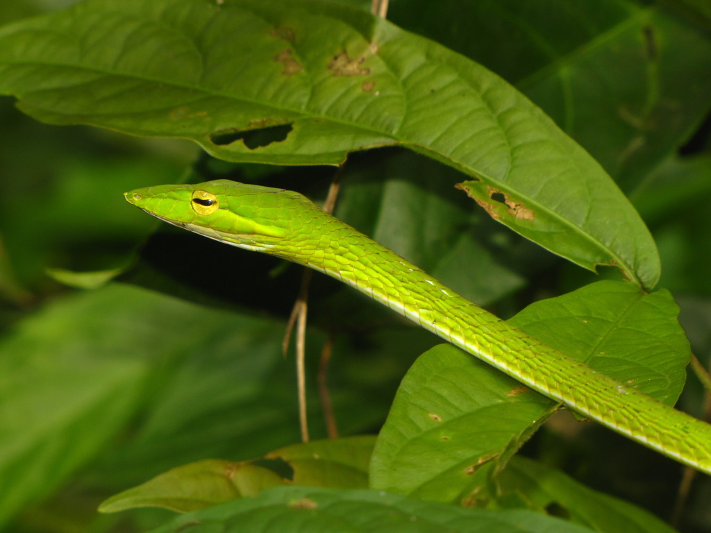Gunther's Whip Snake