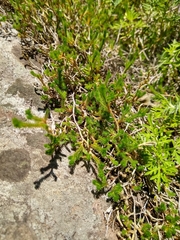Selaginella wrightii