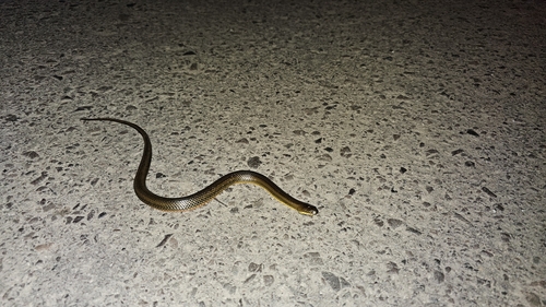 Brazilian Keelback