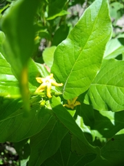 Mandevilla foliosa
