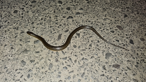 Brazilian Keelback