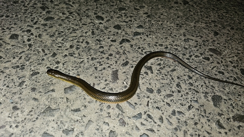 Brazilian Keelback