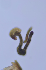 Racomitrium sudeticum