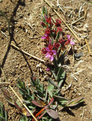Ammannia luederitzii