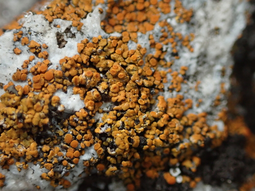 Squamulea squamosa